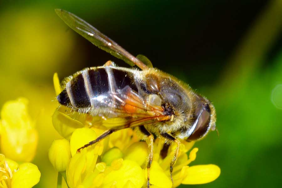 Eristalis arbustorum femmina.