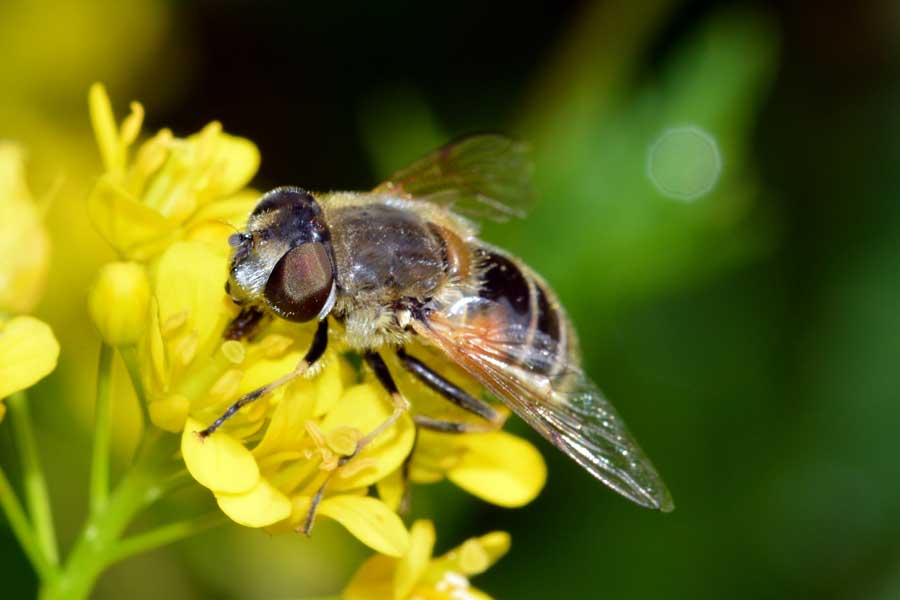 Eristalis arbustorum femmina.