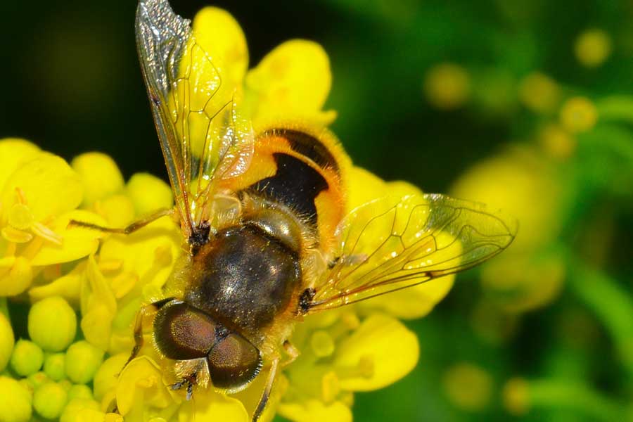 Eristalis arbustorum maschio