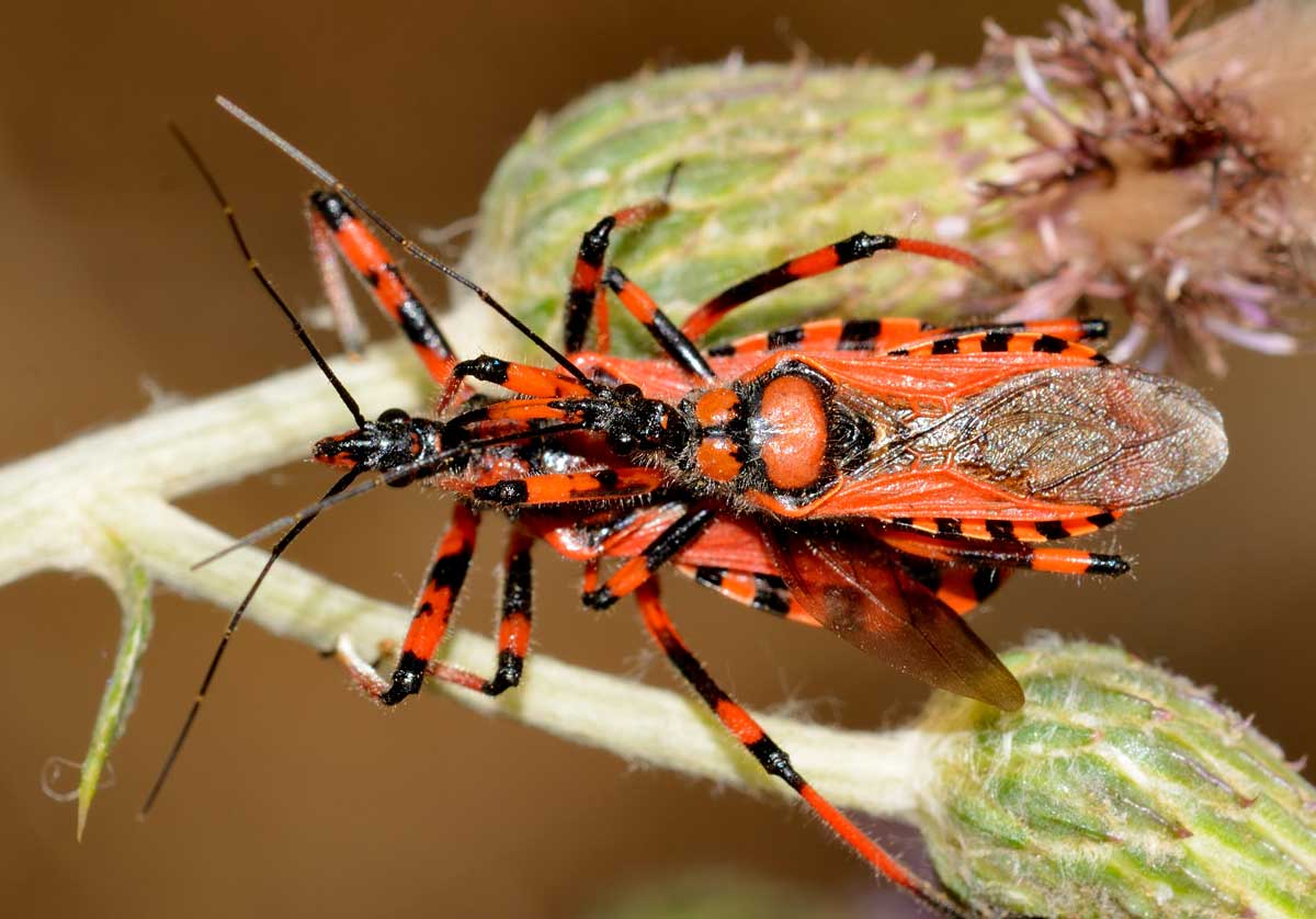 Rhynocoris iracundus  (Reduviidae)