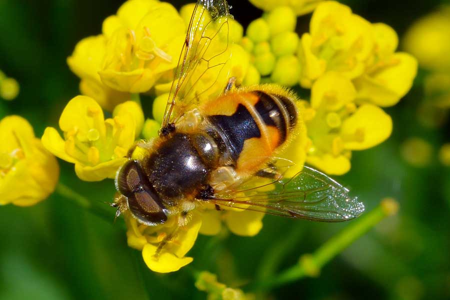 Eristalis arbustorum maschio