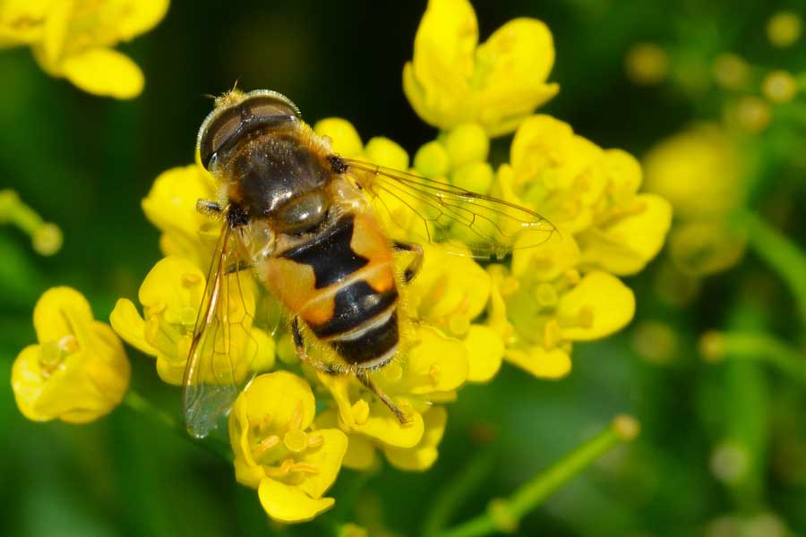 Eristalis arbustorum maschio