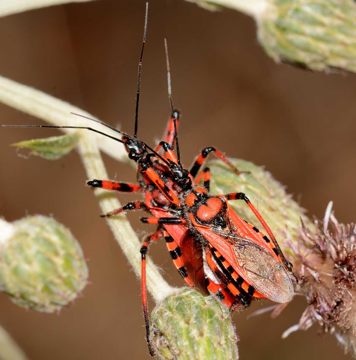 Rhynocoris iracundus  (Reduviidae)