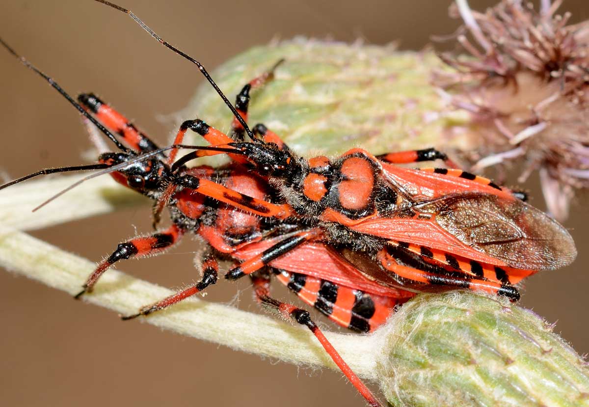 Rhynocoris iracundus  (Reduviidae)