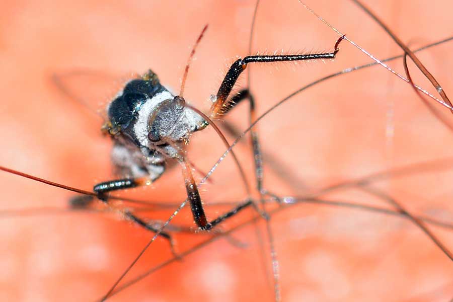 Cinara sp. (Aphididae, sottofam. Lachninae)