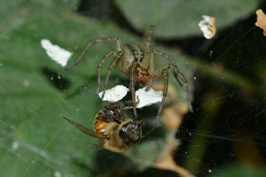 Povera ape...catturata da un''Agelena labyrinthica - Novara