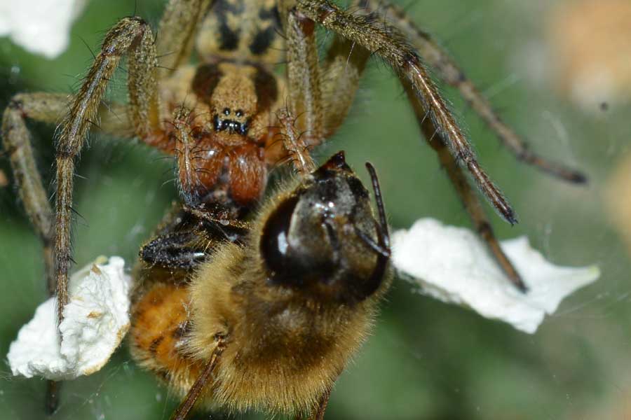 Povera ape...catturata da un''Agelena labyrinthica - Novara