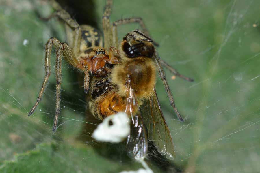 Povera ape...catturata da un''Agelena labyrinthica - Novara