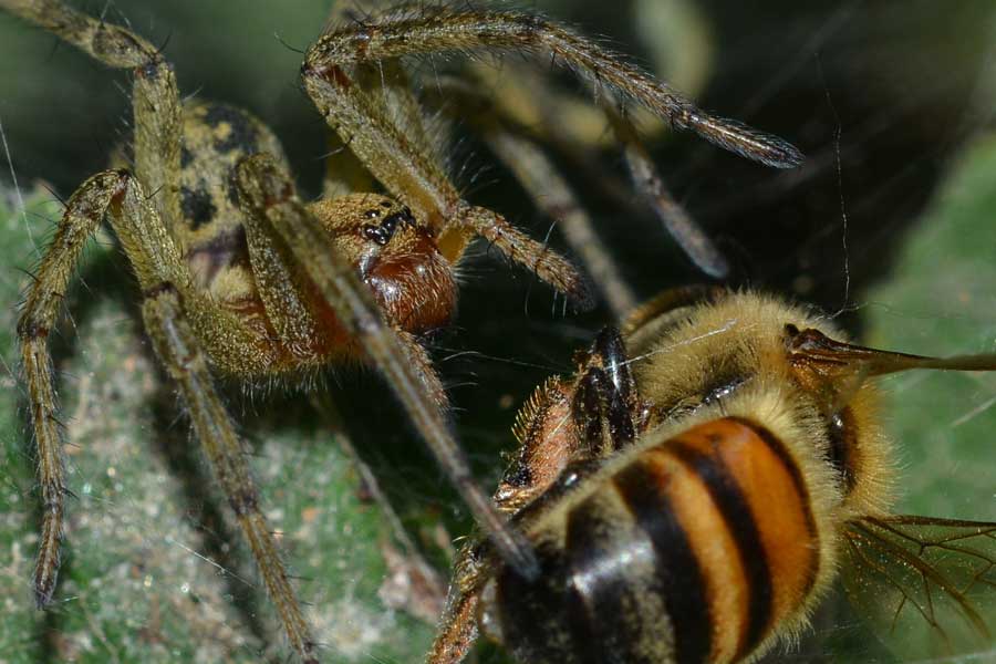 Povera ape...catturata da un''Agelena labyrinthica - Novara