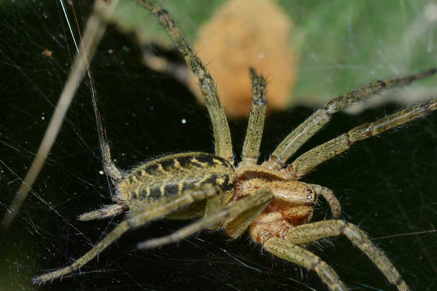 Povera ape...catturata da un''Agelena labyrinthica - Novara