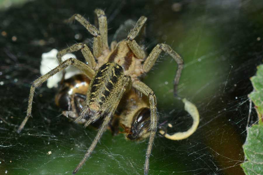 Povera ape...catturata da un''Agelena labyrinthica - Novara