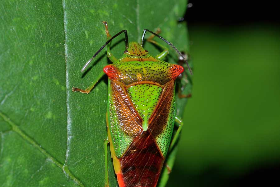 Acanthosomatidae: Acanthosoma haemorrhoidale del Piemonte