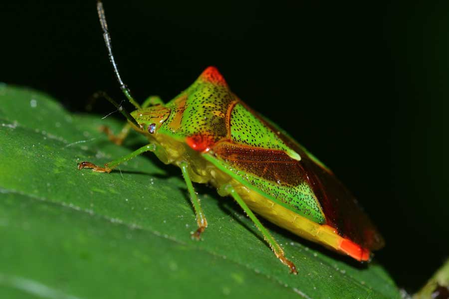 Acanthosomatidae: Acanthosoma haemorrhoidale del Piemonte