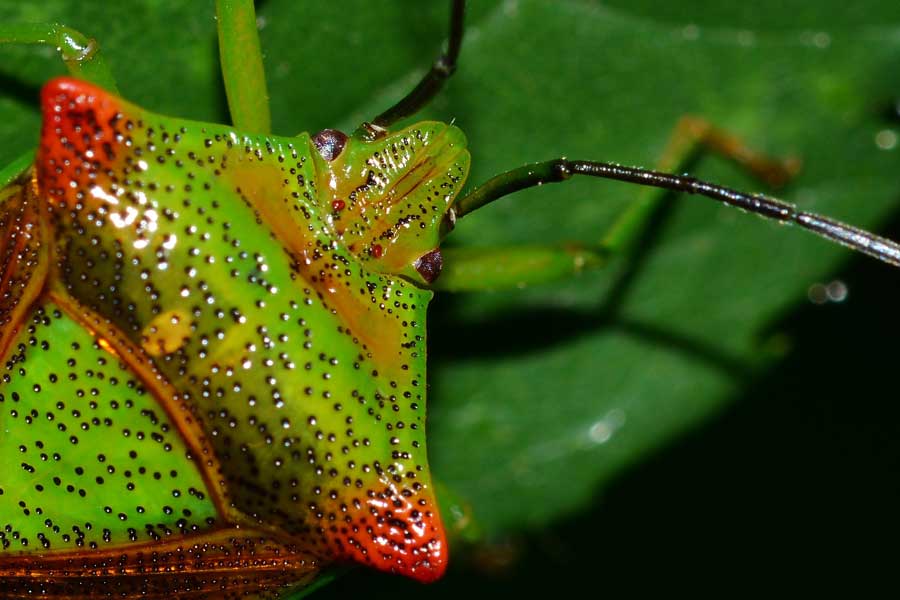 Acanthosomatidae: Acanthosoma haemorrhoidale del Piemonte