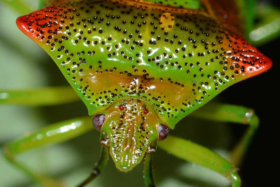 Acanthosomatidae: Acanthosoma haemorrhoidale del Piemonte