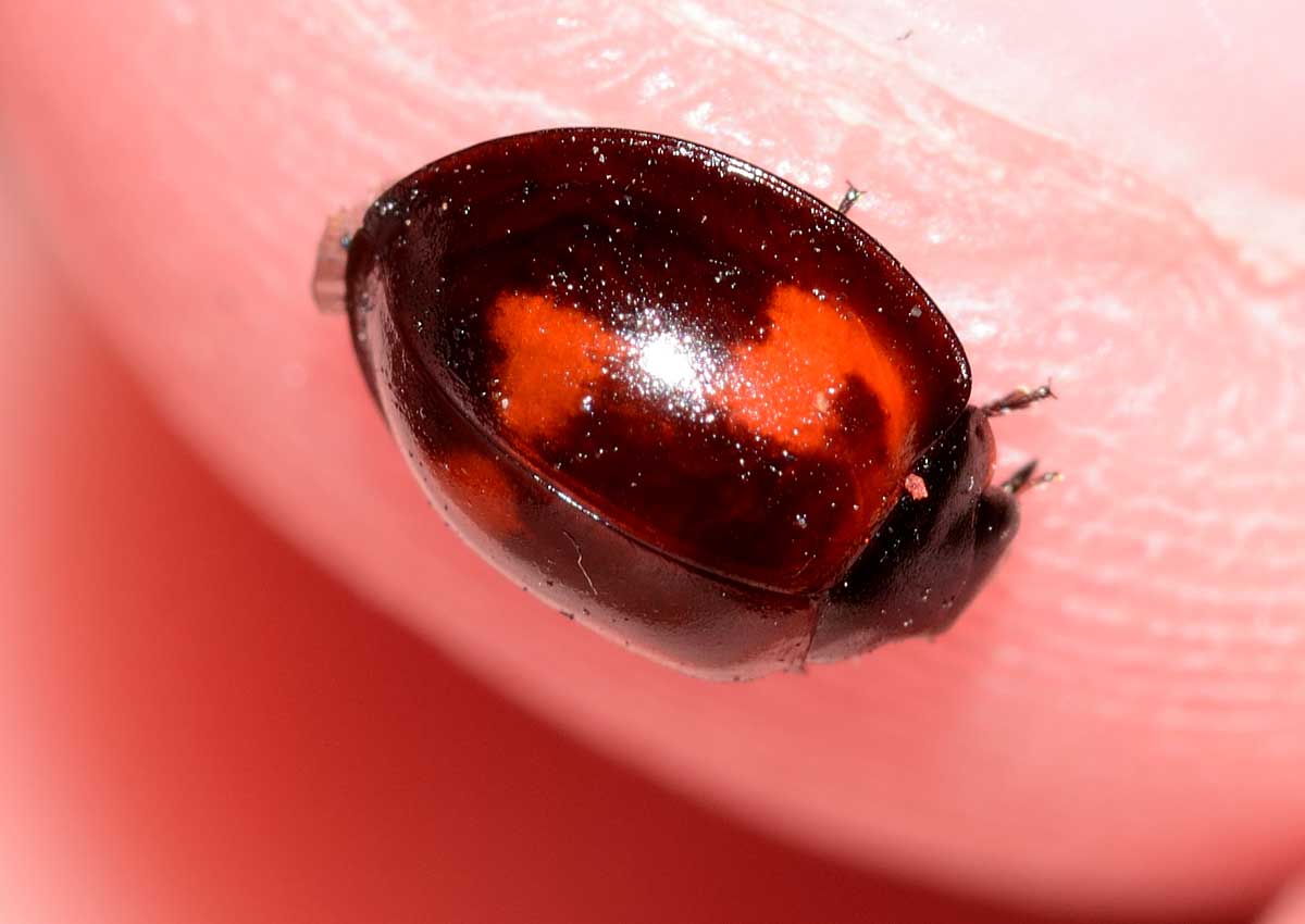 Exochomus quadripustulatus, Coccinellidae