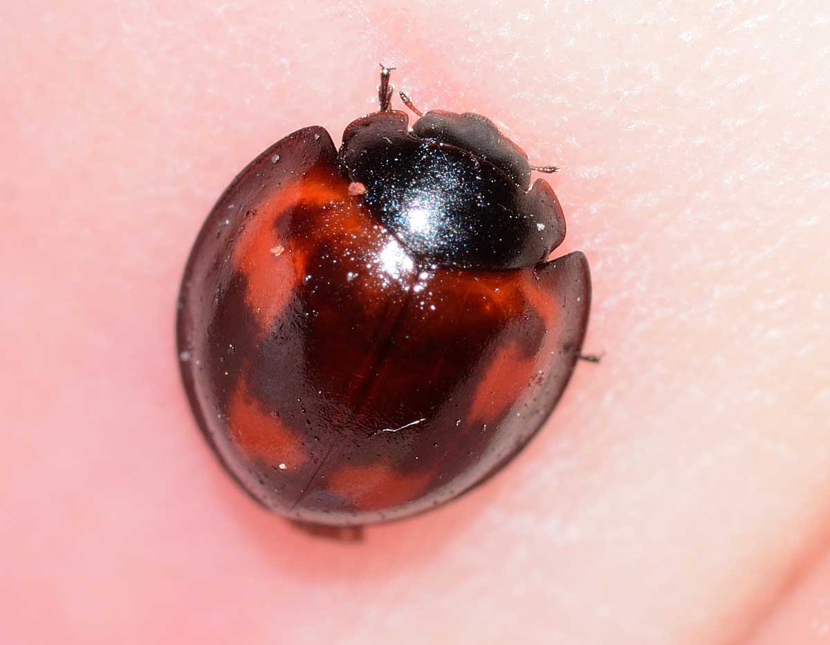 Exochomus quadripustulatus, Coccinellidae