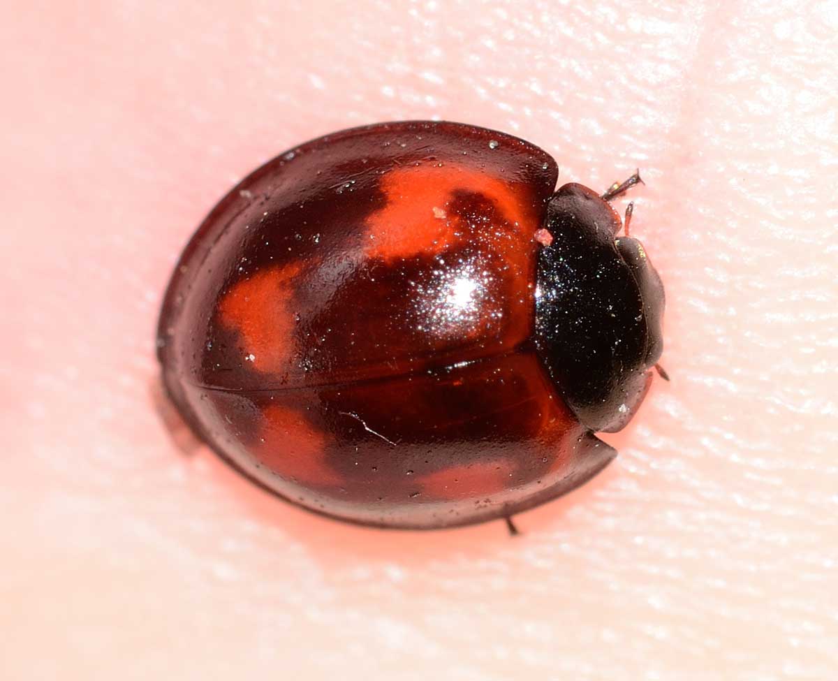 Exochomus quadripustulatus, Coccinellidae