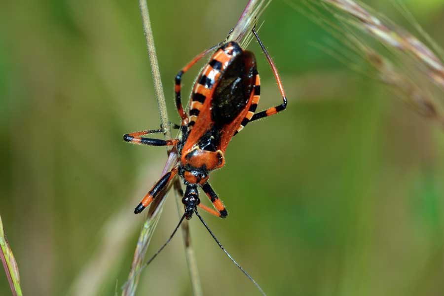 Reduviidae: Rhynocoris cfr. iracundus del Piemonte (NO)