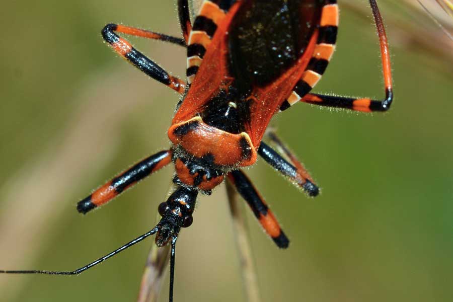 Reduviidae: Rhynocoris cfr. iracundus del Piemonte (NO)