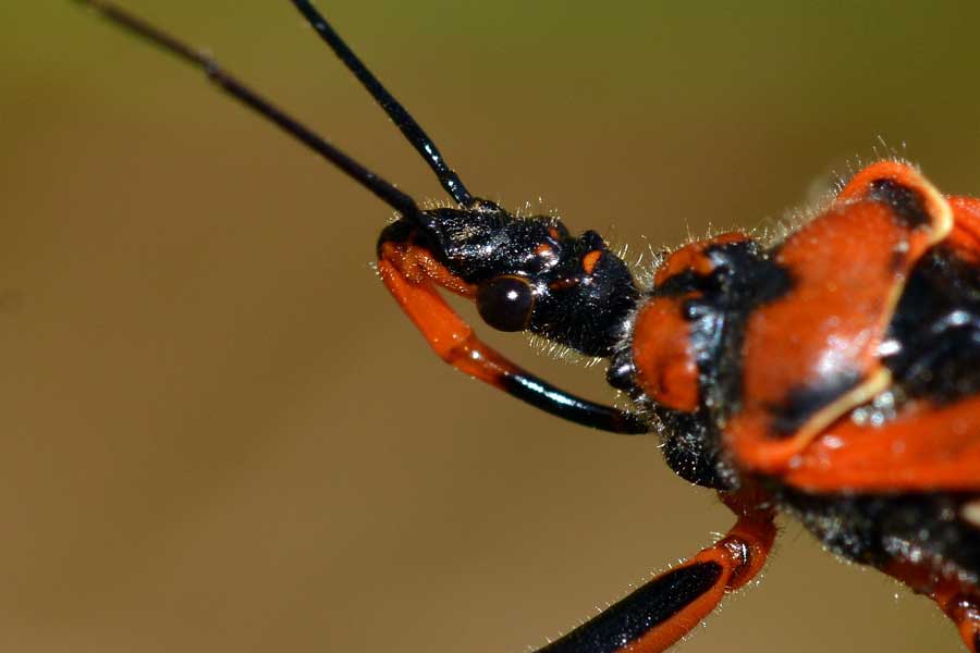 Reduviidae: Rhynocoris cfr. iracundus del Piemonte (NO)