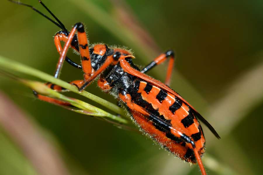 Reduviidae: Rhynocoris cfr. iracundus del Piemonte (NO)