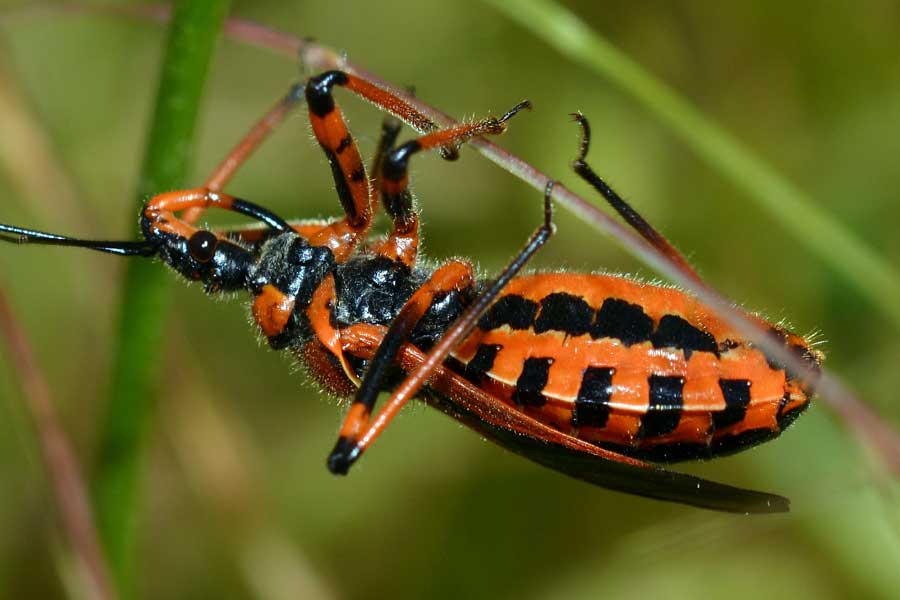 Reduviidae: Rhynocoris cfr. iracundus del Piemonte (NO)