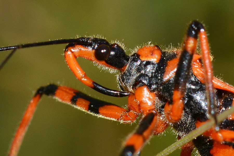 Reduviidae: Rhynocoris cfr. iracundus del Piemonte (NO)