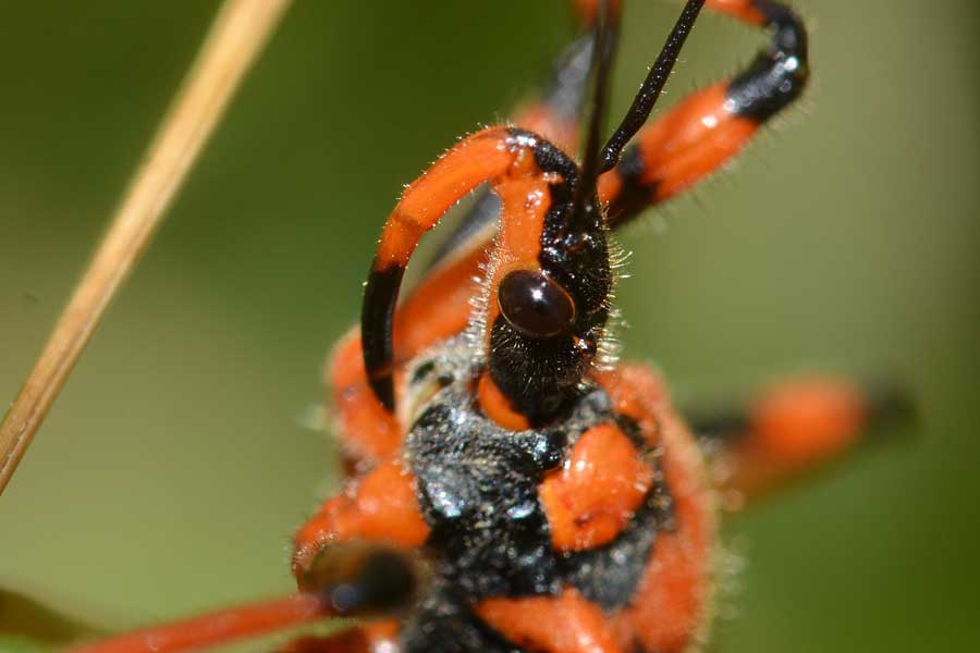 Reduviidae: Rhynocoris cfr. iracundus del Piemonte (NO)