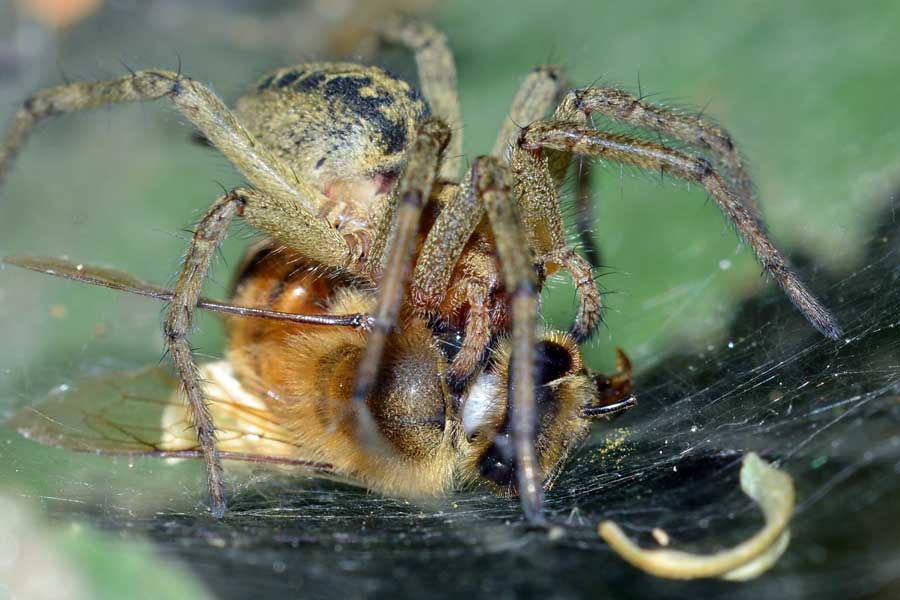 Povera ape...catturata da un''Agelena labyrinthica - Novara