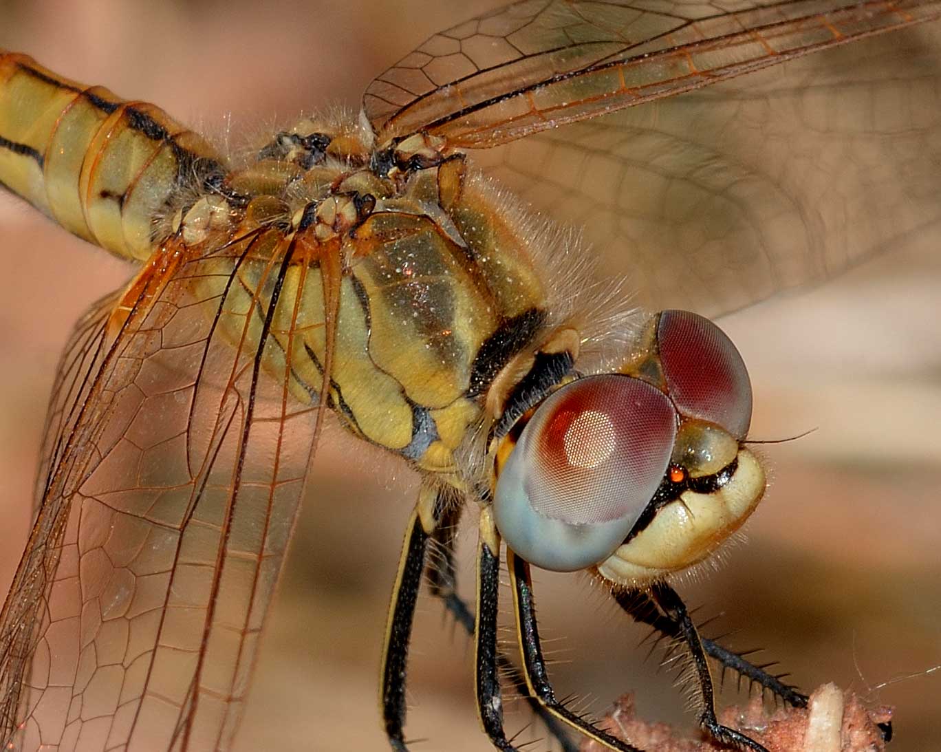 Sympetrum fonscolombii,  femmina