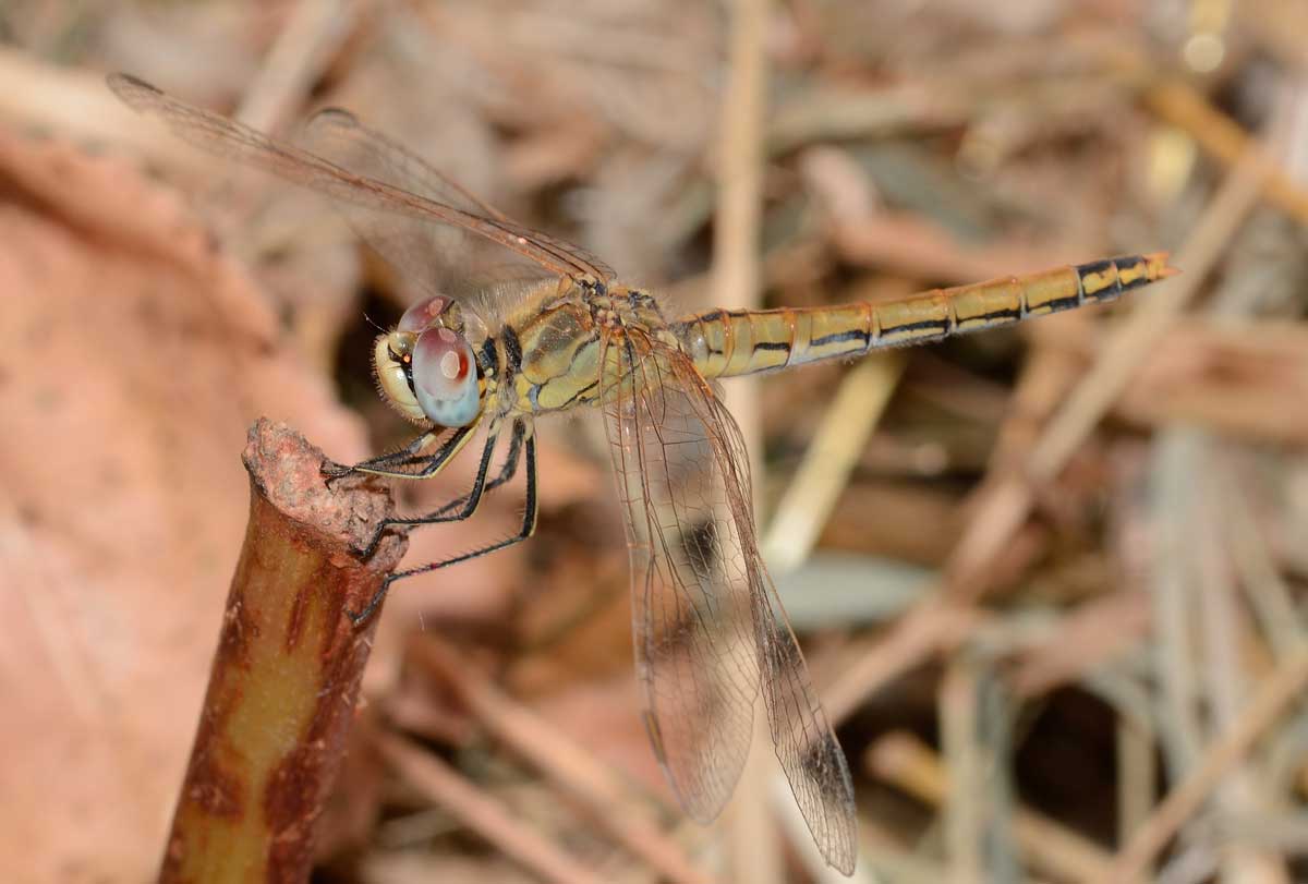 Sympetrum fonscolombii,  femmina