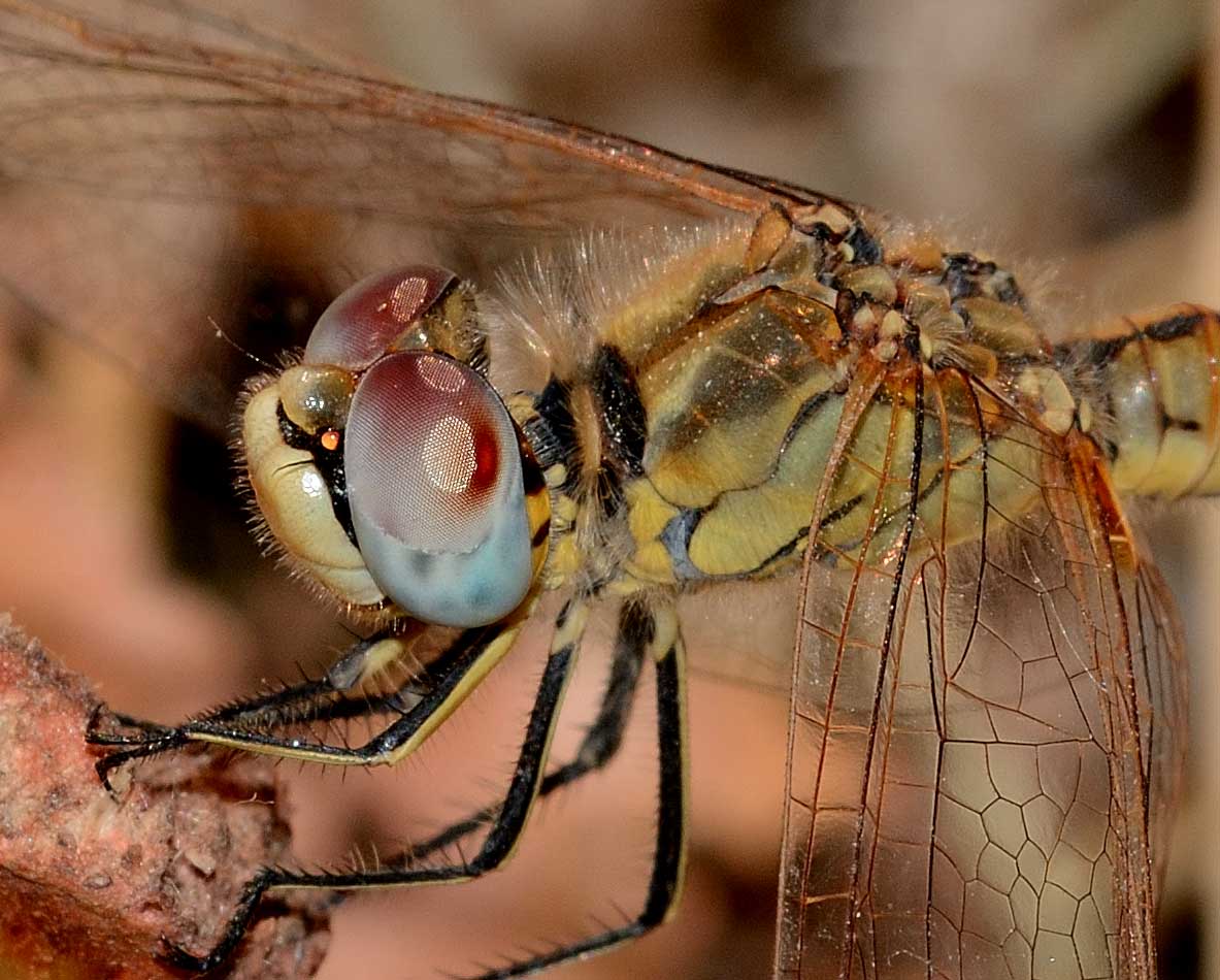 Sympetrum fonscolombii,  femmina