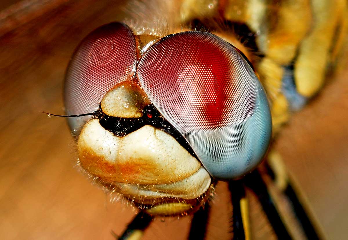 Sympetrum fonscolombii,  femmina