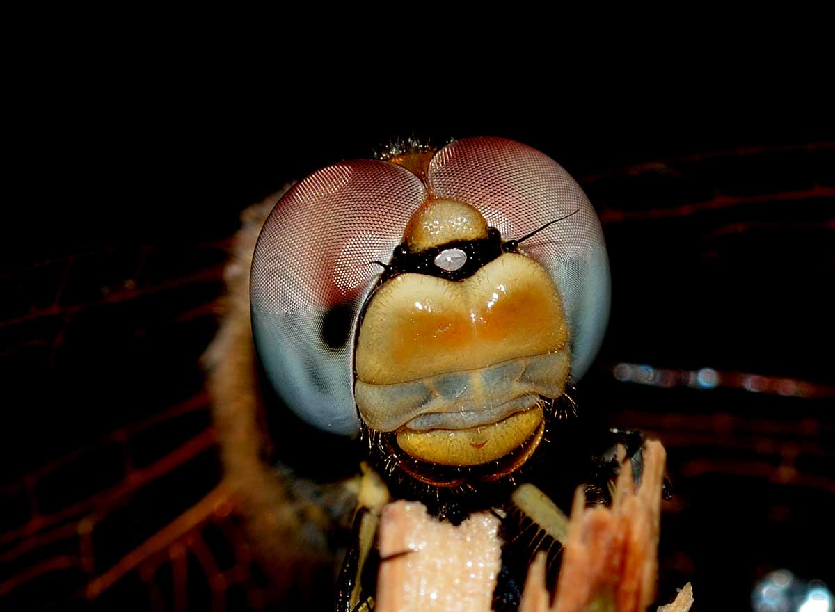 Sympetrum fonscolombii,  femmina