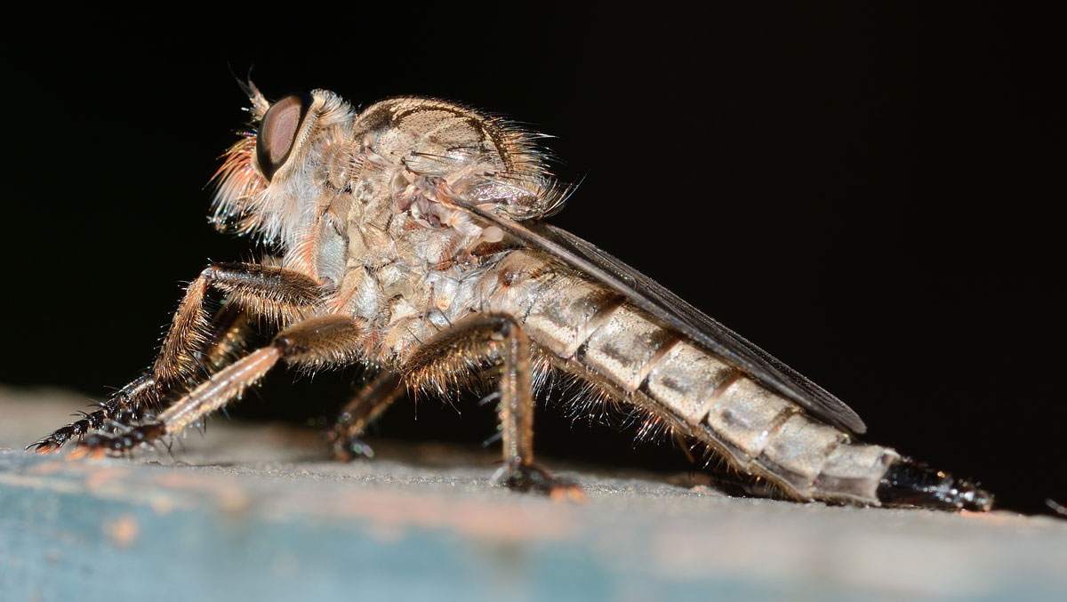 Asilidae (cfr.  Eutolmus rufibarbis)