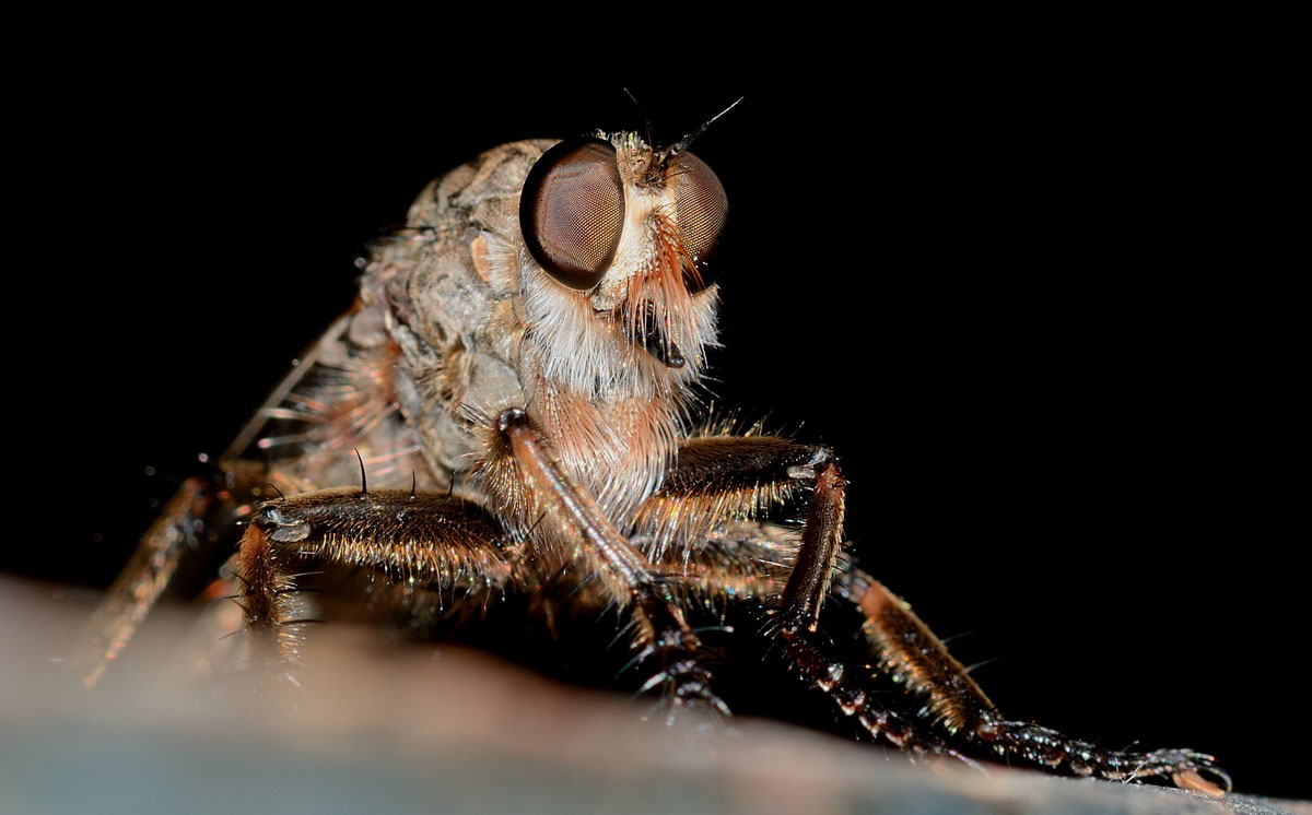 Asilidae (cfr.  Eutolmus rufibarbis)