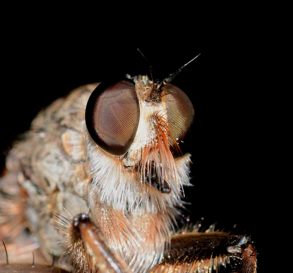 Asilidae (cfr.  Eutolmus rufibarbis)