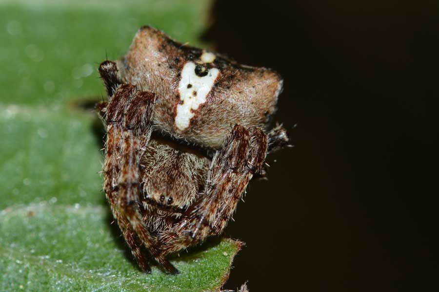 Araneus angulatus - Novara