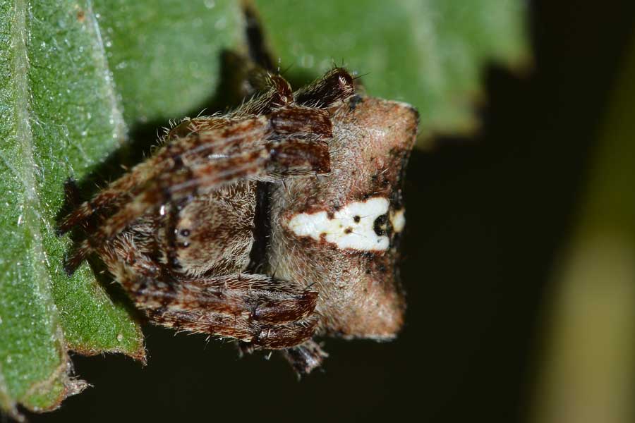 Araneus angulatus - Novara