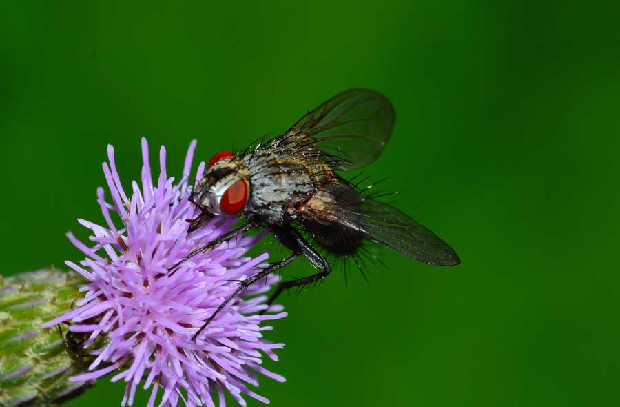 Tachinidae, forse sottofam. Tachininae