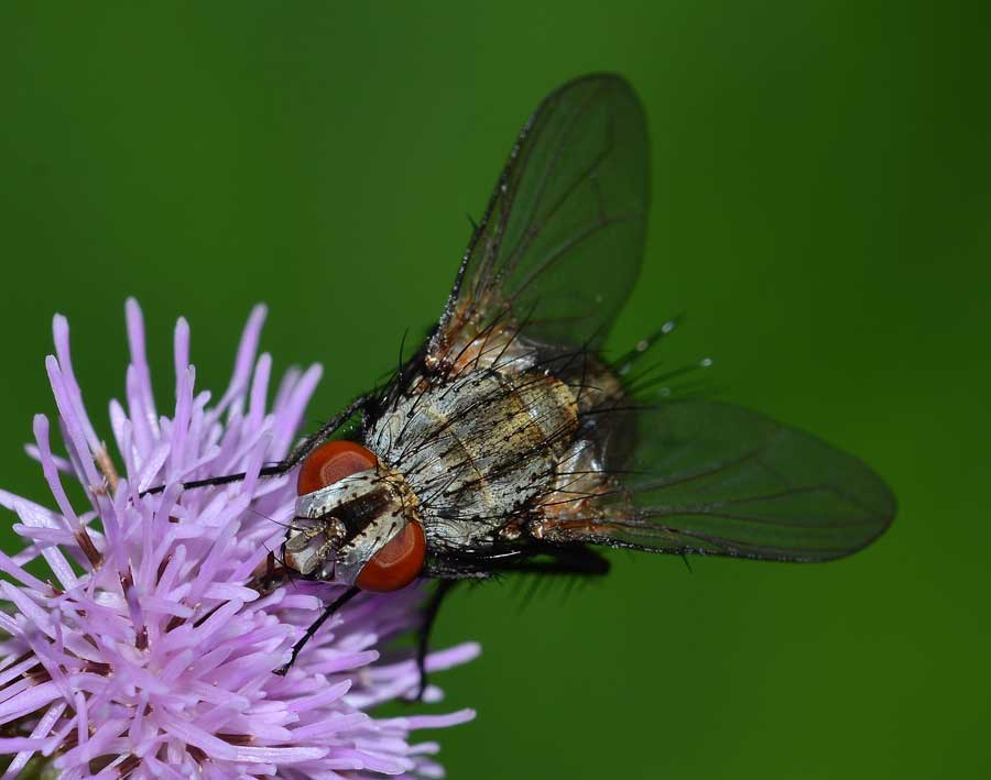 Tachinidae, forse sottofam. Tachininae