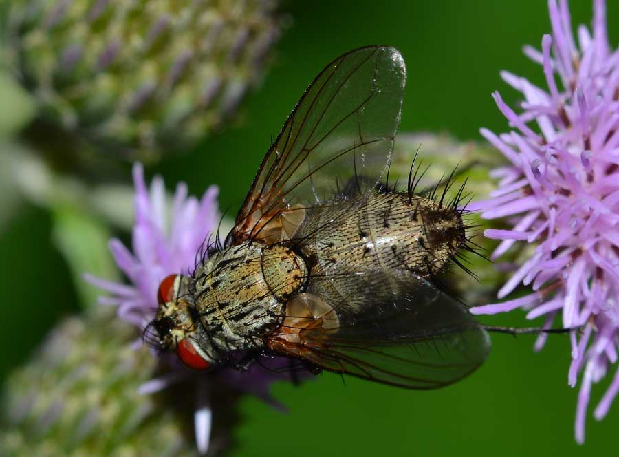 Tachinidae, forse sottofam. Tachininae