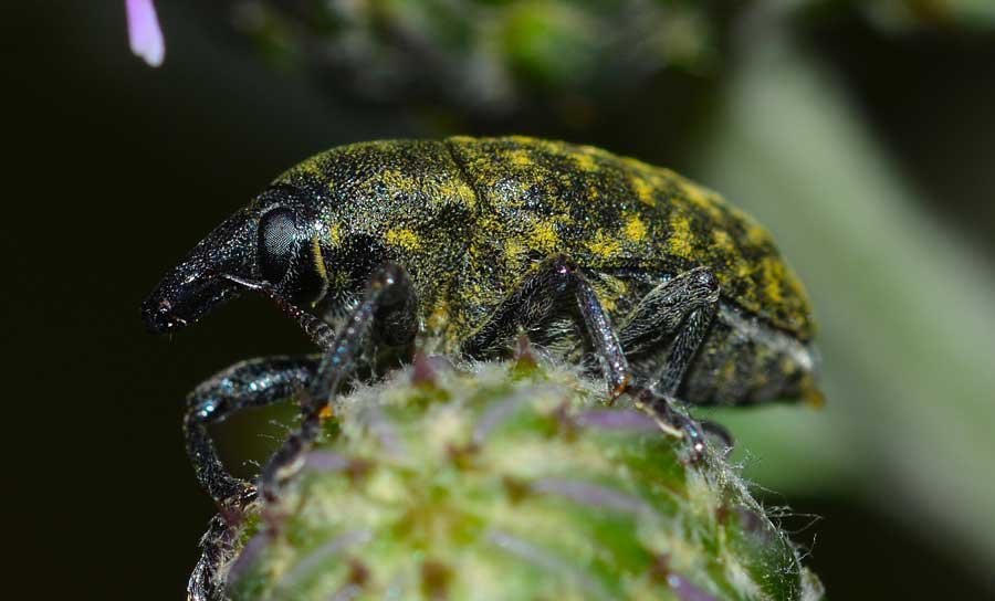 Larinus cfr. turbinatus