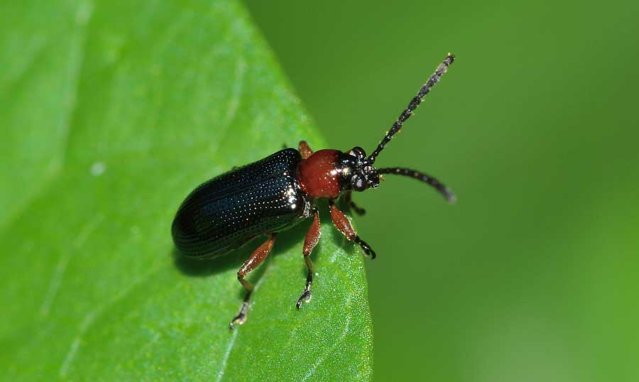 Oulema sp., Chrysomelidae