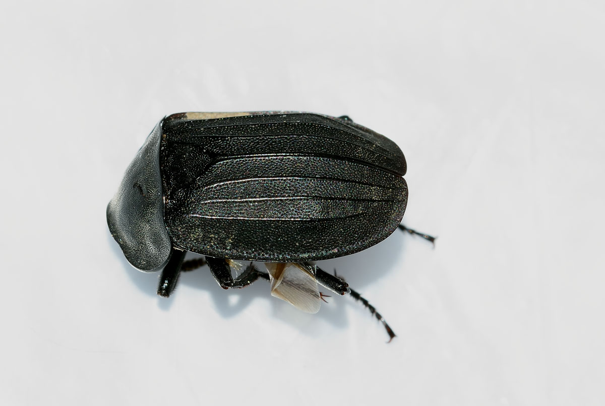 Silphidae:  Silpha cfr. tristis