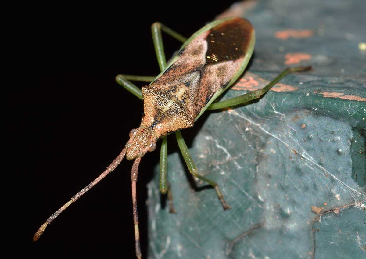 Coreidae: Gonocerus juniperi del Piemonte (NO)