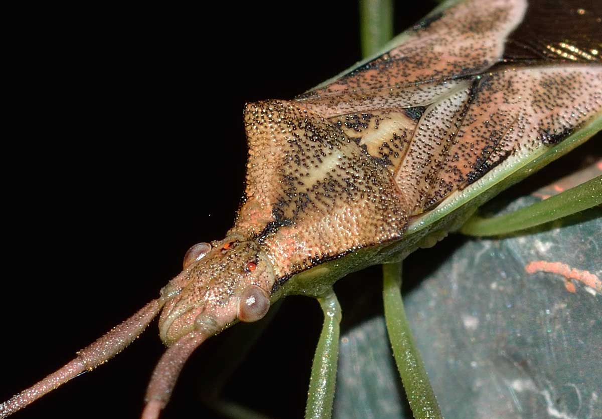 Coreidae: Gonocerus juniperi del Piemonte (NO)