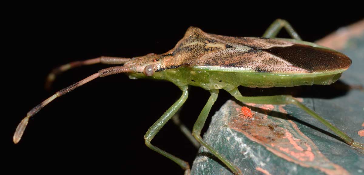 Coreidae: Gonocerus juniperi del Piemonte (NO)