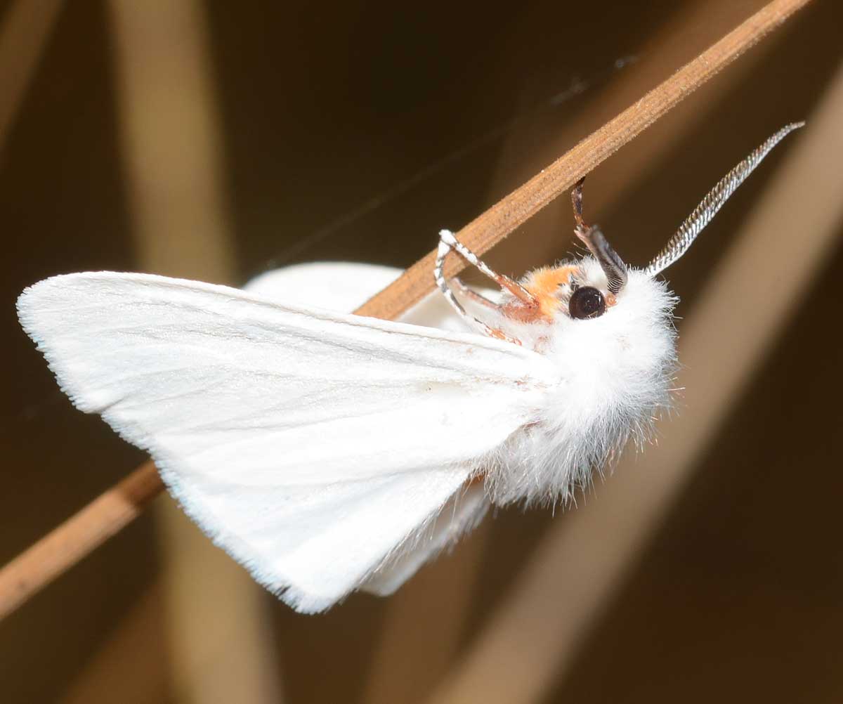 Da identificare - Hyphantria cunea